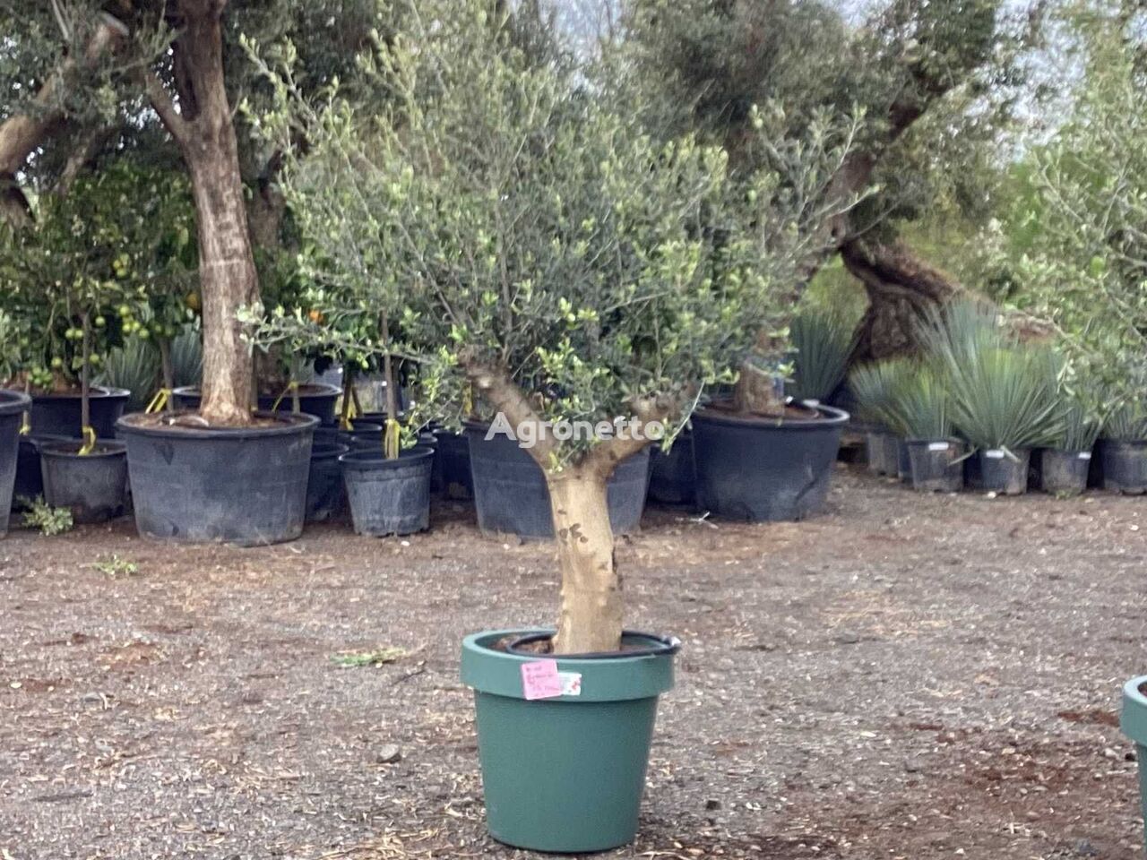 Olivenbaum im Deko-Topf (Beides winterhart) arbolito de frutal