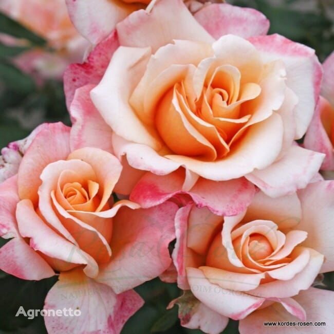 Róża Oh Happy Day® plántula de flores