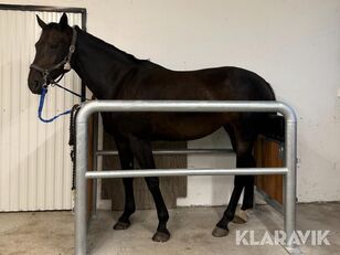 Undersökningsspilta seminspilta Seidel equipamiento para caballos